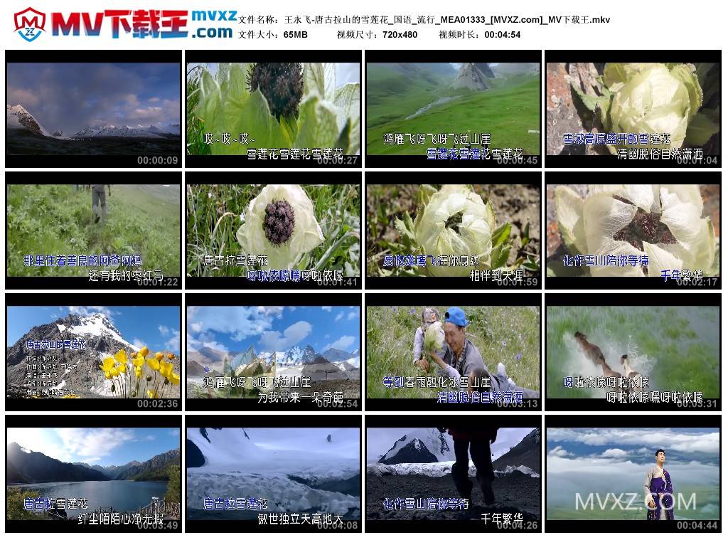 王永飞-唐古拉山的雪莲花_国语_流行_MEA01333